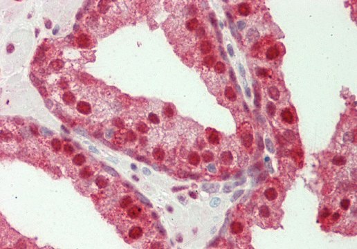 Anti-GBP2 antibody produced in rabbit