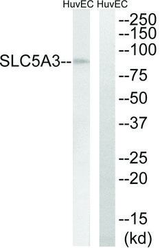 Anti-SLC5A3 antibody produced in rabbit