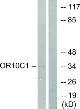 Anti-OR10C1 antibody produced in rabbit