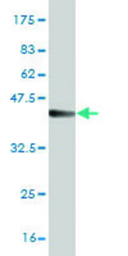 ANTI-T antibody produced in mouse