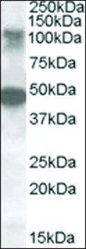 Anti-STK11IP antibody produced in goat