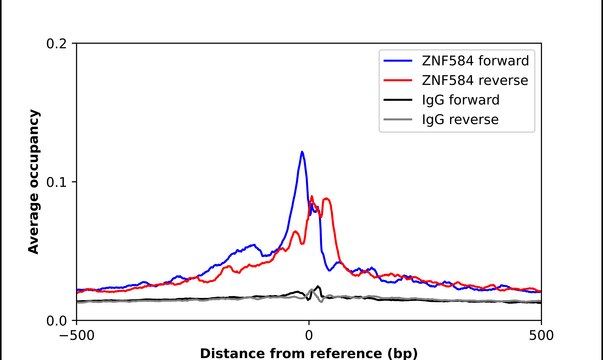 Anti-ZNF584 antibody produced in rabbit