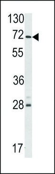 ANTI-USP21 (CENTER) antibody produced in