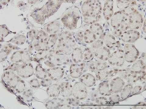 Monoclonal Anti-SSH3 antibody produced in