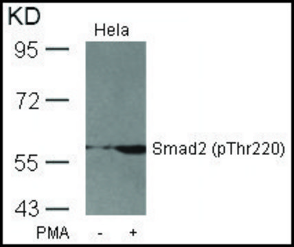 Anti-phospho-SMAD2 (pThr²²?) antibody produced in