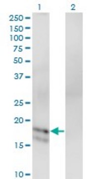 Monoclonal Anti-GCG antibody produced in