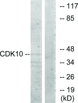 Anti-CDK10 antibody produced in rabbit