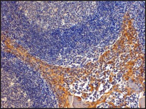Anti-IPO8 (C-terminal) antibody produced in