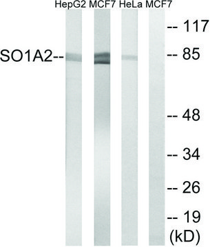 Anti-SLCO1A2 antibody produced in rabbit