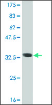 ANTI-HES2 antibody produced in mouse