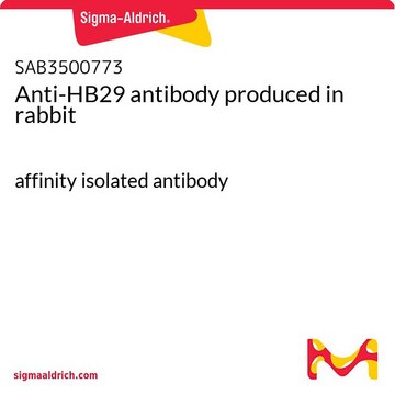 Anti-HB29 antibody produced in rabbit