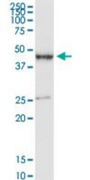 Anti-PDE7B antibody produced in rabbit