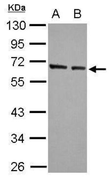 Anti-KLF4 antibody produced in rabbit