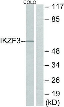 Anti-IKZF3 antibody produced in rabbit