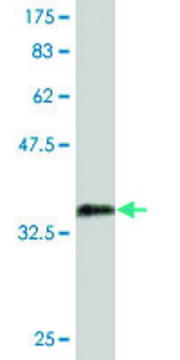 Monoclonal Anti-SP7 antibody produced in