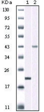 Monoclonal Anti-AURKB antibody produced in