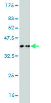 Monoclonal Anti-TAOK3 antibody produced in