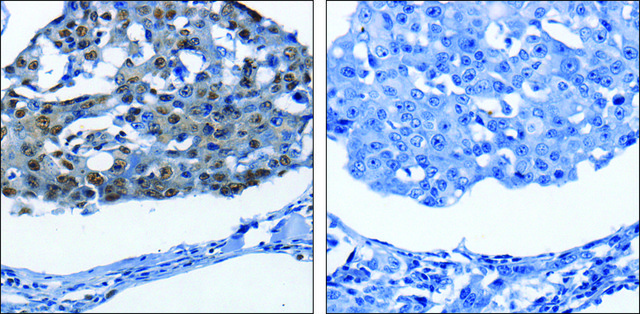 Anti-BPIFB1 antibody produced in rabbit
