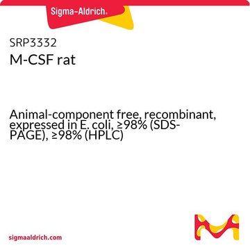 M-CSF rat