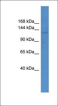 Anti-ABCC12 antibody produced in rabbit