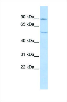 Anti-CDH4 antibody produced in rabbit