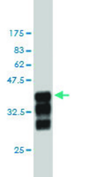 Monoclonal Anti-CUL3 antibody produced in