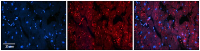 Anti-INSR antibody produced in rabbit