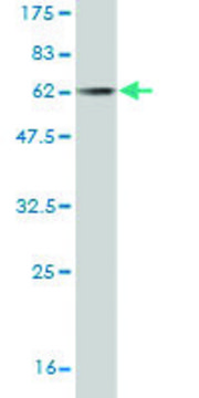 Monoclonal Anti-CDCA3 antibody produced in