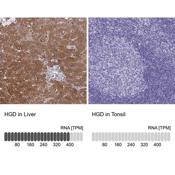 Anti-HGD antibody produced in rabbit