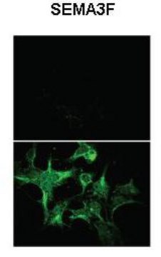 Anti-SEMA3F antibody produced in rabbit