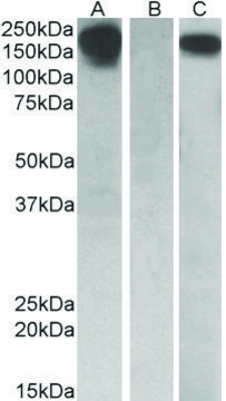 Anti-CSF1R antibody produced in goat