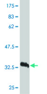 Monoclonal Anti-VEGFB antibody produced in