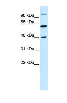 Anti-LETM2 antibody produced in rabbit