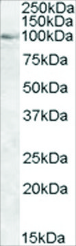 Anti-OSBP1, C-Terminal antibody produced in