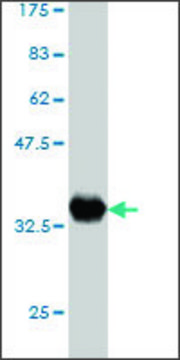 Monoclonal Anti-ZNF263 antibody produced in