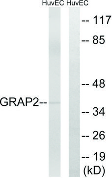Anti-GRAP2 antibody produced in rabbit