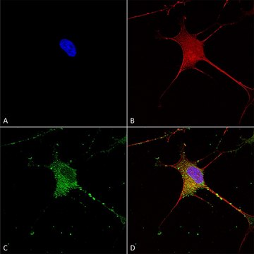 Monoclonal Anti-Git1 antibody produced in