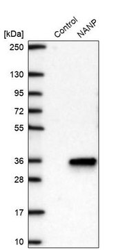 Anti-NANP antibody produced in rabbit