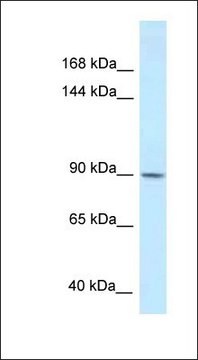 Anti-DACT1 antibody produced in rabbit