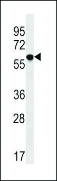 ANTI-TM9SF2(N-TERMINAL) antibody produced in rabbit