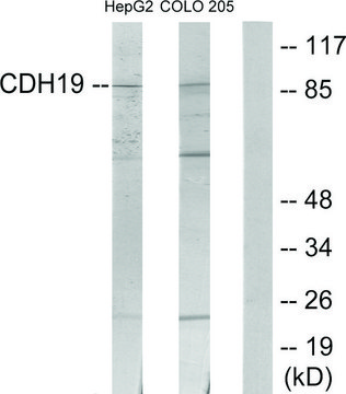 Anti-CDH19 antibody produced in rabbit