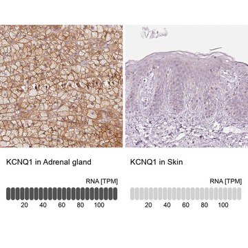 Anti-KCNQ1 antibody produced in rabbit