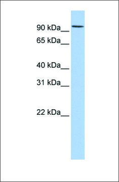 Anti-RNF19A antibody produced in rabbit