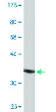 Monoclonal Anti-MAP1S antibody produced in