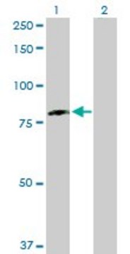 Anti-DDX3Y antibody produced in rabbit