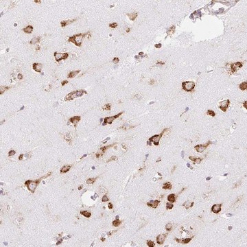 Anti-RPS17 antibody produced in rabbit