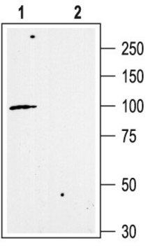 Anti-Potassium Channel KCa2.3, (C-term) (Small-conductance