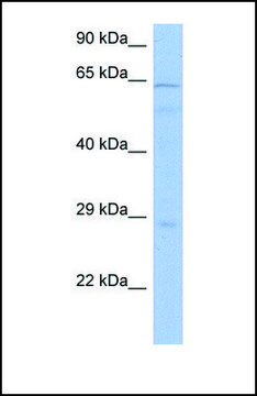 Anti-PRKAA1 antibody produced in rabbit