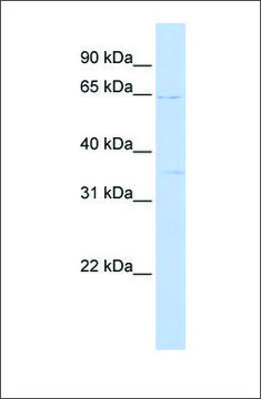 Anti-RORA (ab2) antibody produced in