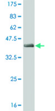 ANTI-T antibody produced in mouse